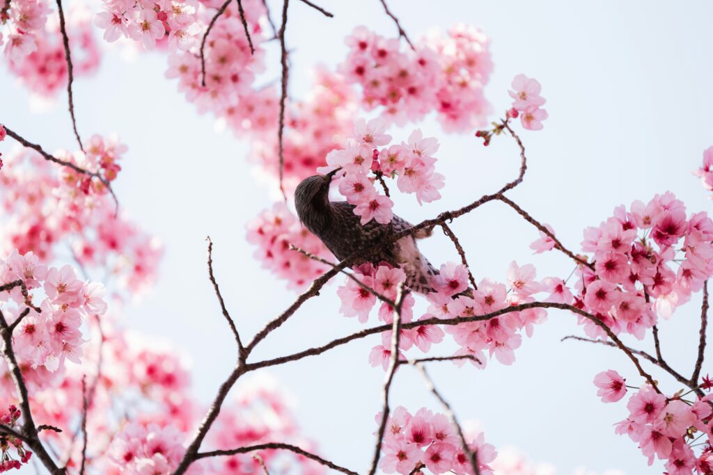 
spring in Michigan - cherry blossom